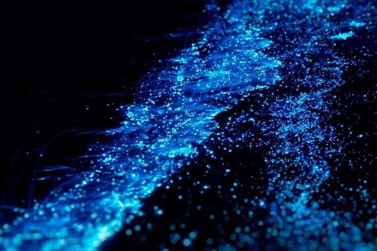 Bioluminescent Tour Grand Cayman